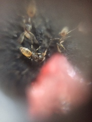 Tapinoma melanocephalum