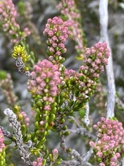Erica curtophylla