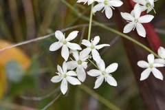 Sabatia macrophylla