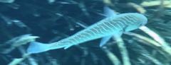 Umbrina cirrosa