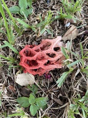 Clathrus