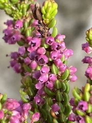 Erica curtophylla