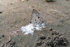 Megisba malaya sikkima