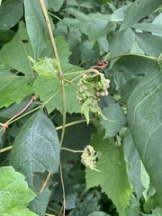 Daktulosphaera vitifoliae