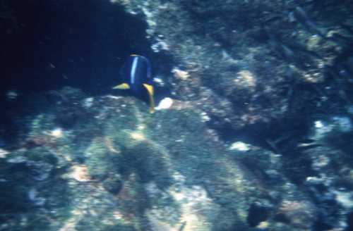Holacanthus passer