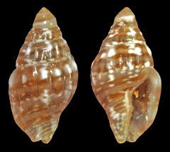 Euplica ionida