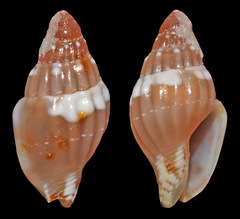 Euplica ionida
