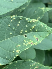 Phylloxera foveola