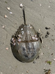 Limulus polyphemus