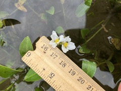 Sagittaria rigida