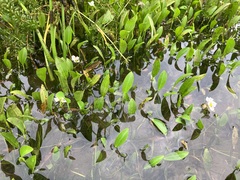 Sagittaria rigida