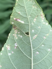 Phylloxera foveola