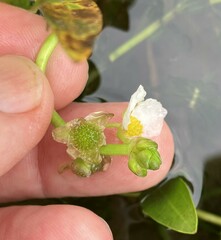 Sagittaria rigida