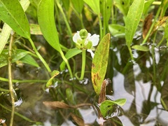 Sagittaria rigida