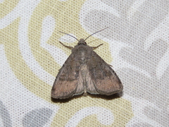 Euxoa comosa