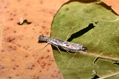 Platytes alpinella