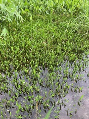 Sagittaria rigida