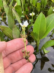 Sagittaria rigida