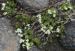 Galium normanii
