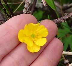 Ranunculus nivalis