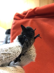 Myotis secundus