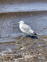 Larus delawarensis