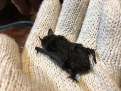 Myotis secundus