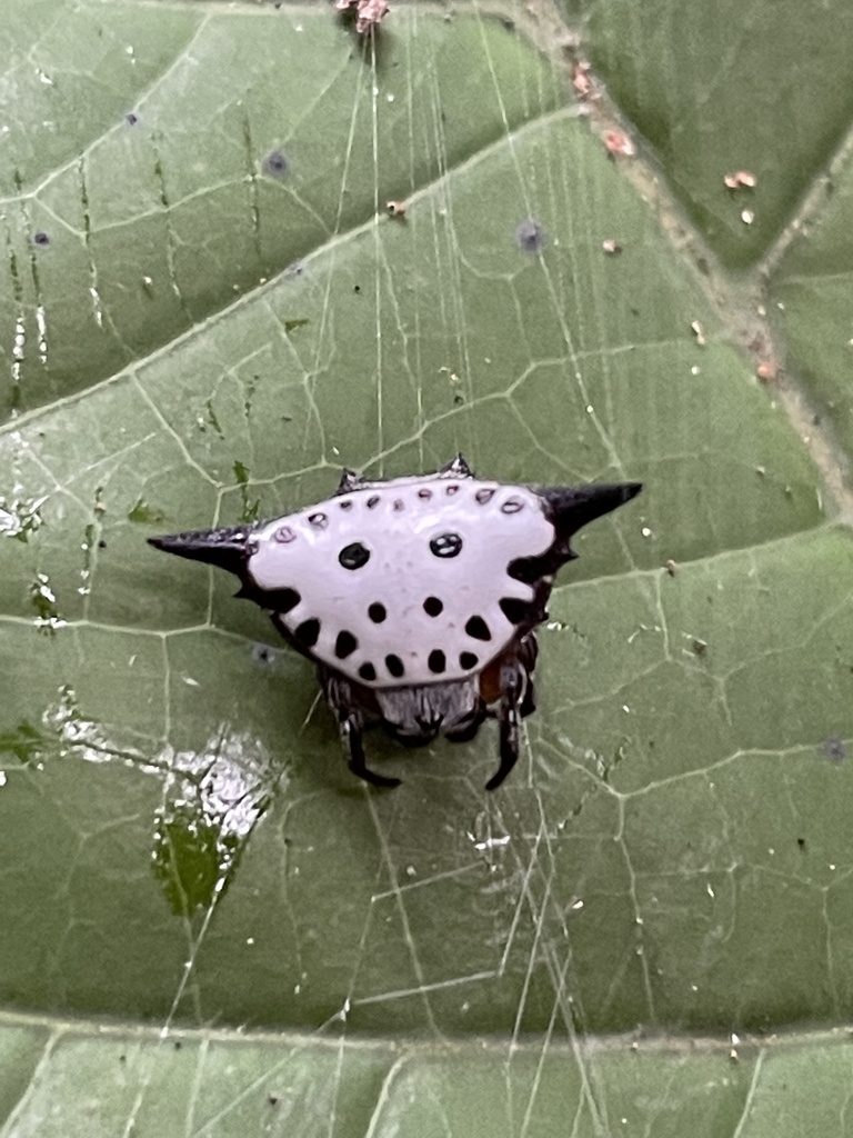 Togacantha