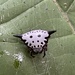 Togacantha - Photo (c) Stefaneakame, some rights reserved (CC BY-NC), uploaded by Stefaneakame
