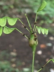 Neolasioptera desmodii