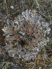 Peltigera ponojensis