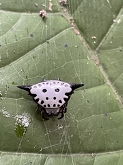Togacantha nordviei