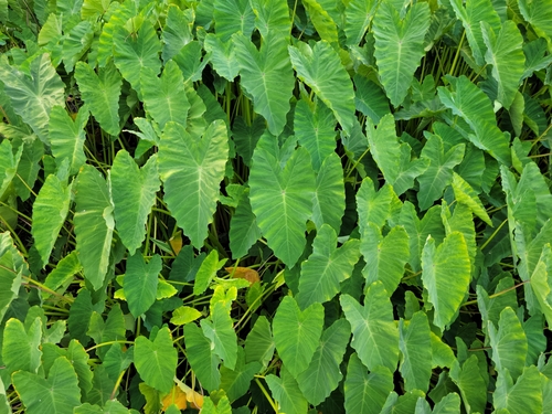 Colocasia esculenta