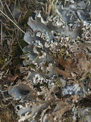 Peltigera ponojensis