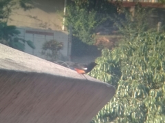 Thamnolaea cinnamomeiventris