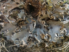 Peltigera ponojensis