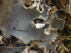 Peltigera ponojensis