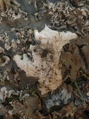 Peltigera ponojensis