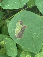 Macrosaccus morrisella