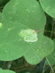 Macrosaccus morrisella