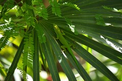 Anolis chlorocyanus