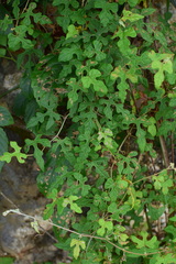 Vitis bryoniifolia