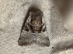 Meropleon diversicolor