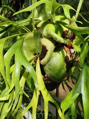 Platycerium alcicorne