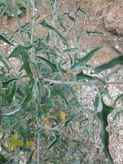 Atriplex aucheri
