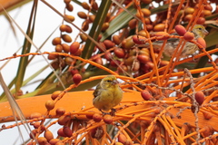 Serinus canaria canaria