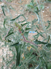Atriplex aucheri