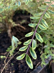 Lonicera yunnanensis