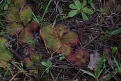 Drosera magna