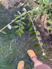 Lonicera yunnanensis